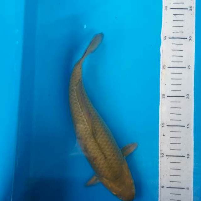 Caghoi midhori body munuk