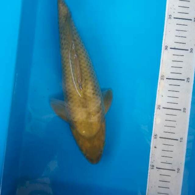 Caghoi midhori munuk