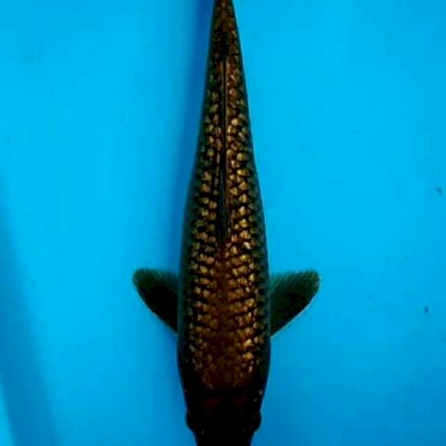 Chagoi ginrin blink audition 30cm