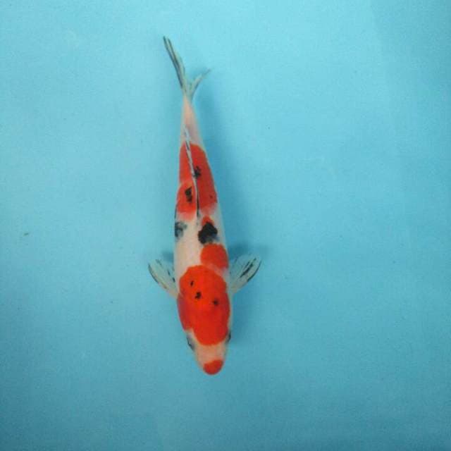 sanke kucibeni 25bu