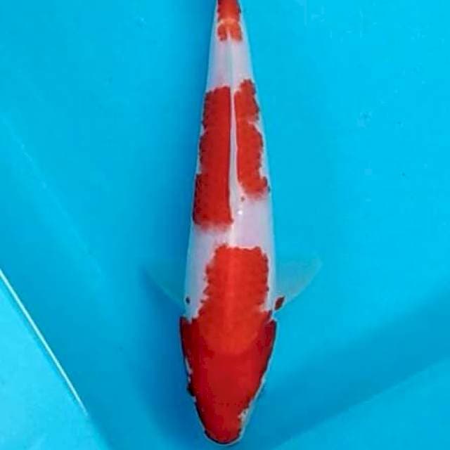 Kohaku bulky sandan 21cm