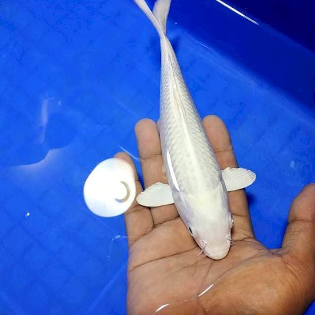 Platinum salju