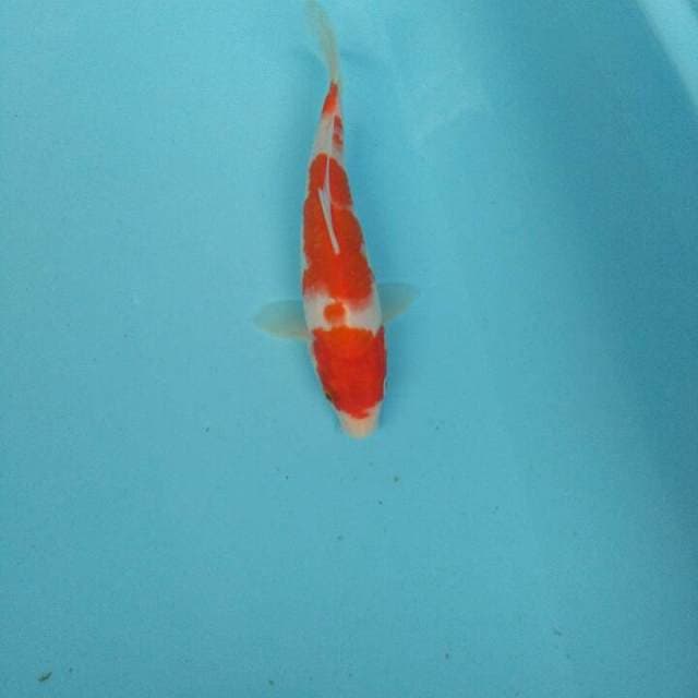 kohaku ori 20bu