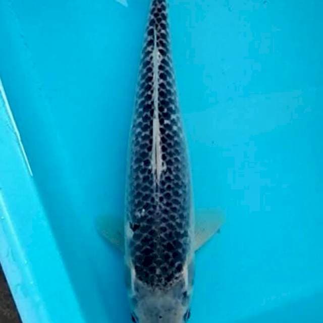 Asagi blue indigo 31cm