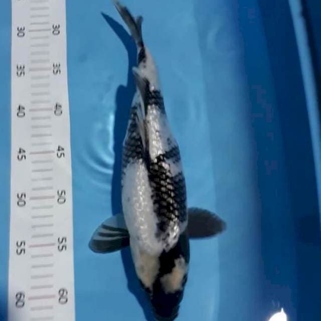 Shiro 36cm