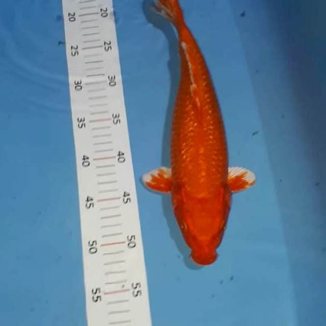 Akahajiro 36cm