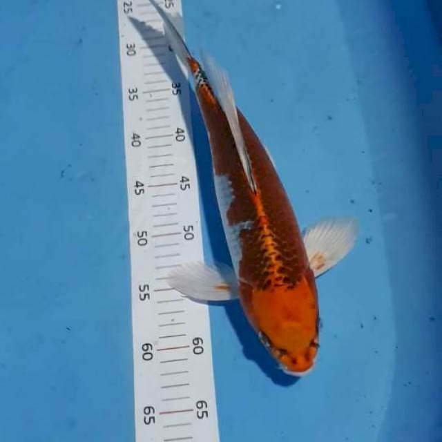 Kumpay kojaku