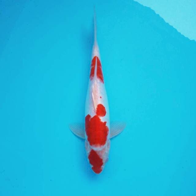 2. 30cm Maruten Kohaku