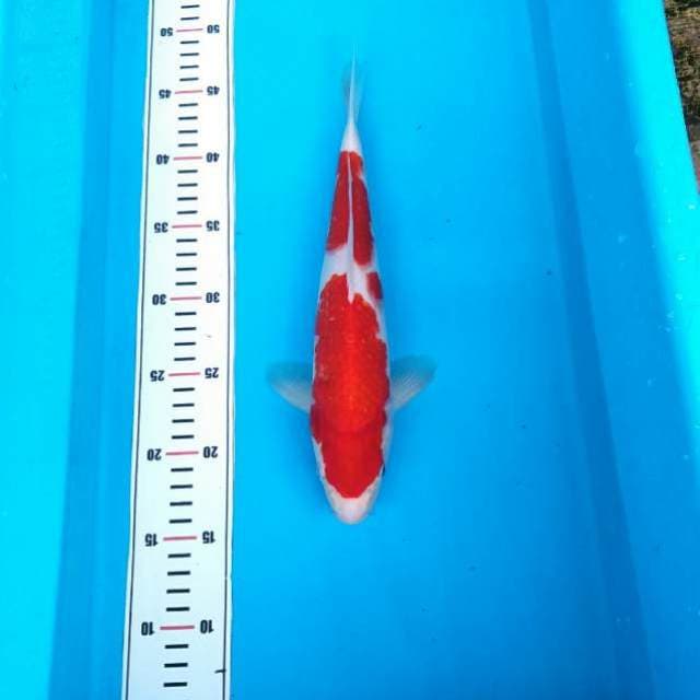 Nidan kohaku merah darah