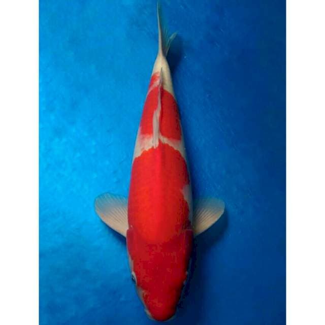 Okawa Kohaku