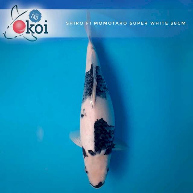 Shiro F1 momotaro female 38cm super white