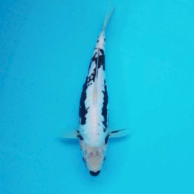 4. 33cm Kucibeni Kumonryu