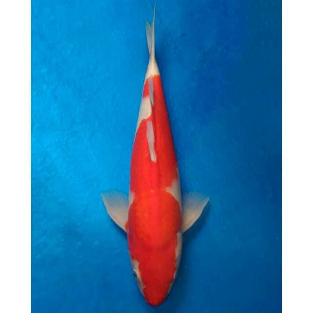 Okawa Kohaku