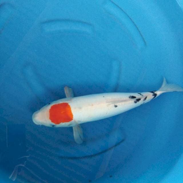 TANCO SHOWA ALI 46CM FEMALE DOIT ORI