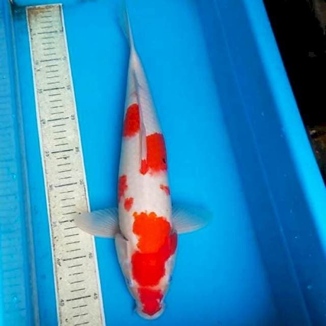 Sanke 44cm