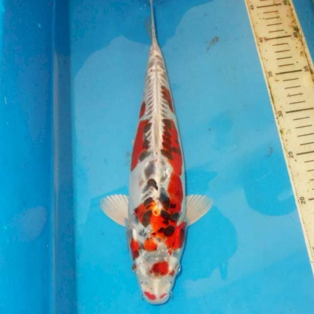 35cm KIKO