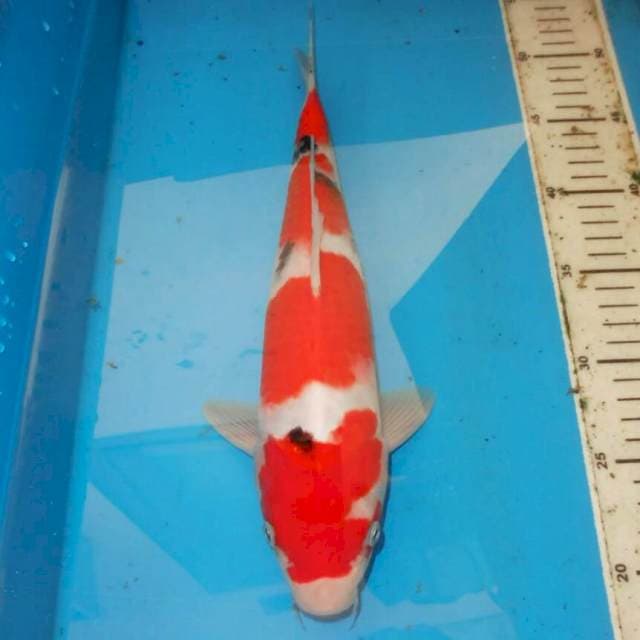 32cm SANKE