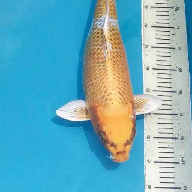 57 Cm