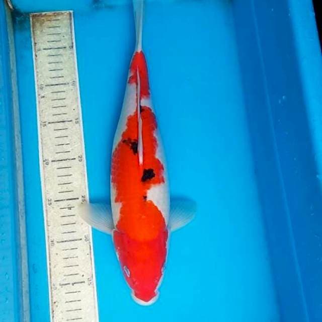 Sanke 38cm