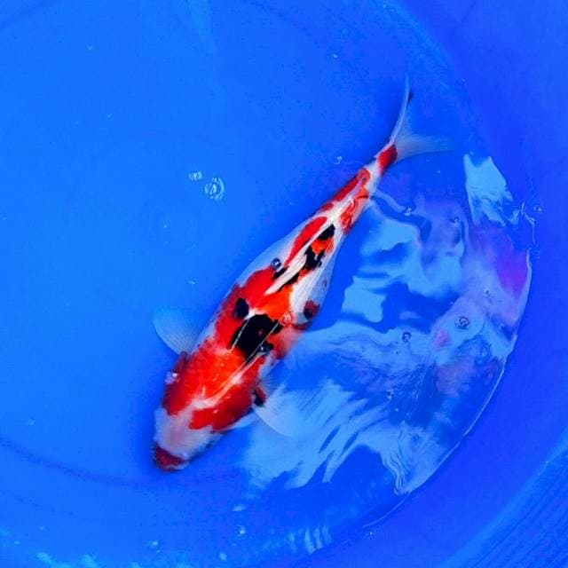 Sanke jumbo merah mantab 40bu