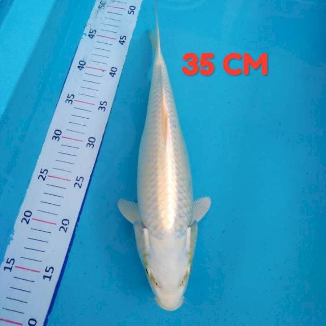Platinum 35 CM