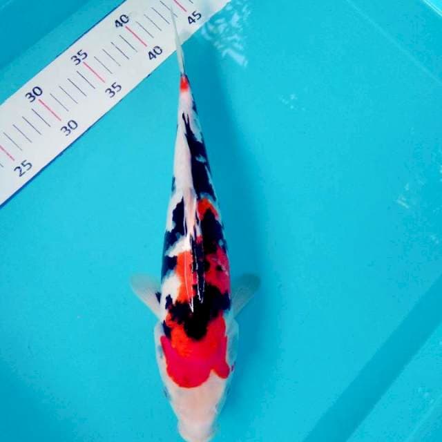 34 CM