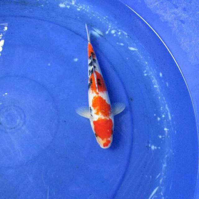 Sanke maruten ±23cm