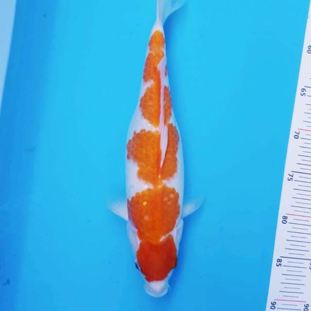 Kohaku 35 cm