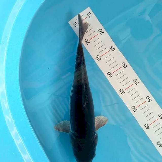 Chagoi doitsu 35 cm