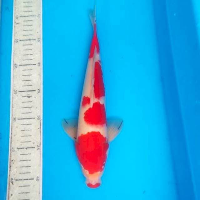 Kohaku 31cm