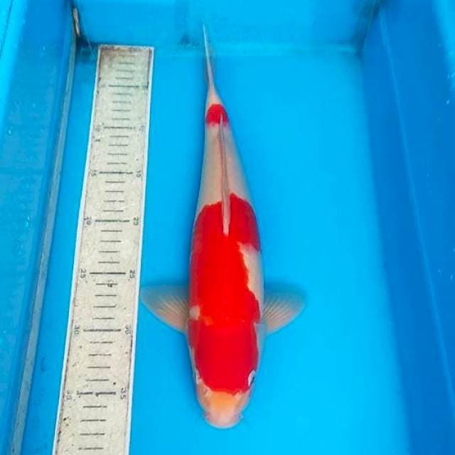 Kohaku 38cm
