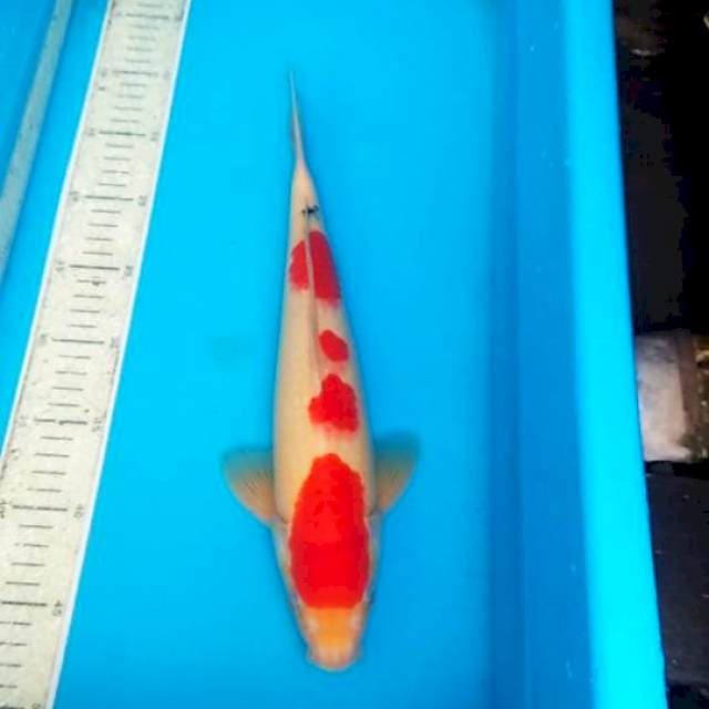 Sanke 37cm