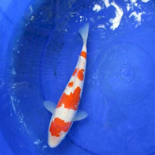 Merah putih +28cm