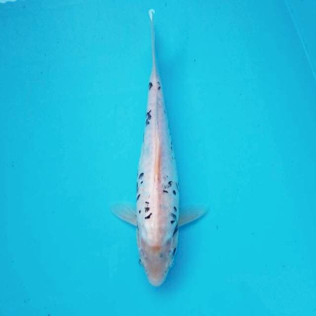 5. Tategoi Kumon || 30 cm