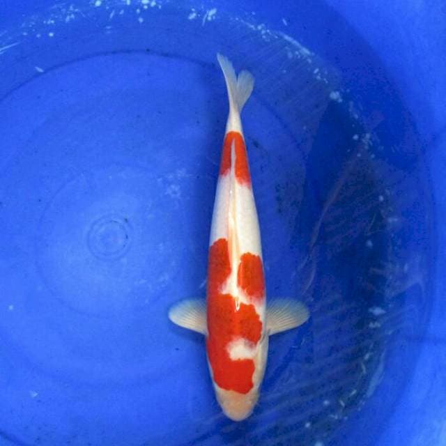 Nidan male ±32cm