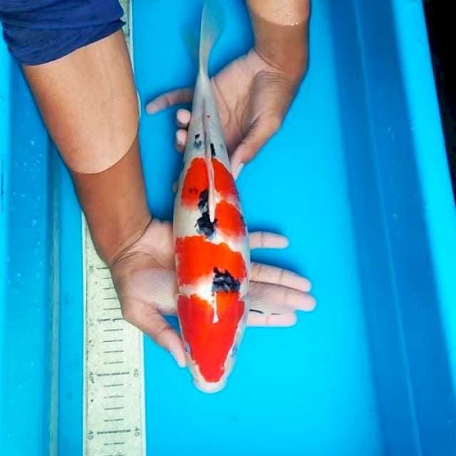 Sanke 36cm