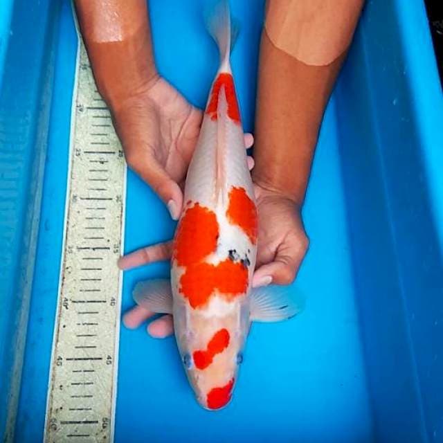 Sanke 39cm