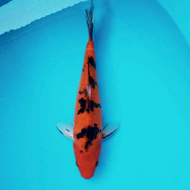 10. Aka Bekko Cantik || 34 cm