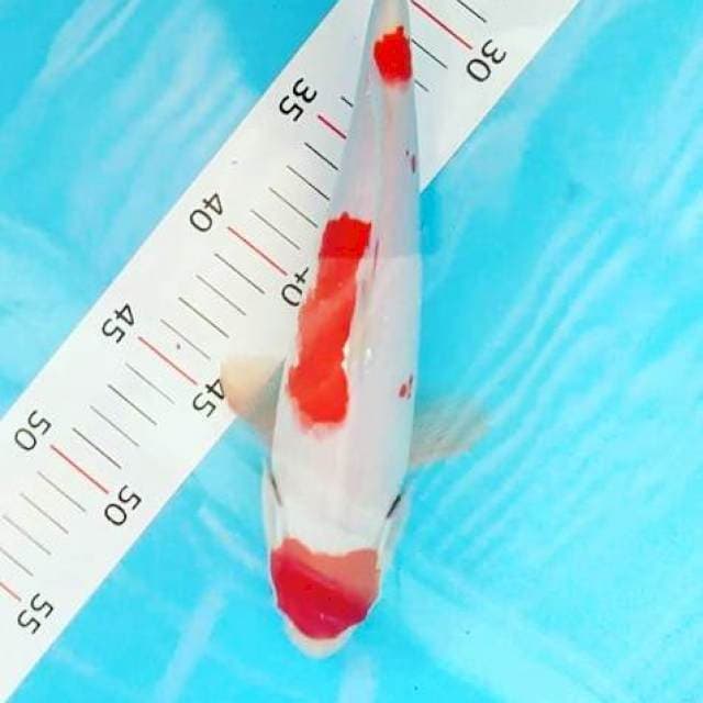 Kohaku 28cm