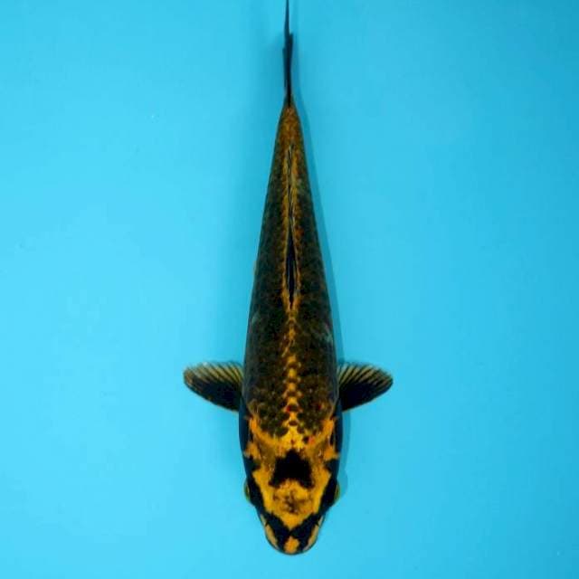 KIN MATSHUBA 21 CM