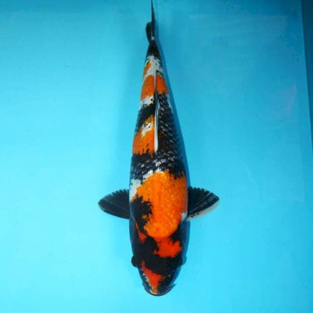 Ginrin Showa Jumbo 46 cm