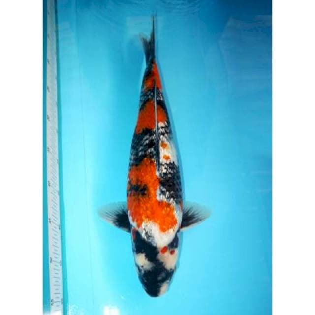 Showa Full Ginrin HQ 45 cm