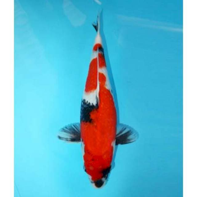 Tategoi Prospek Showa Merah 36 cm