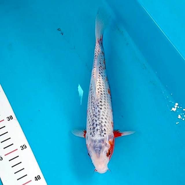 Asagi 27cm
