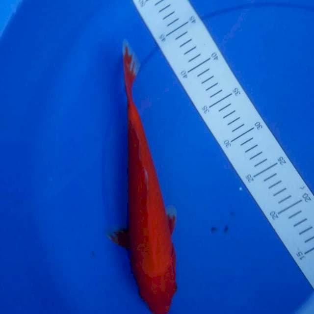 Akahajiro male 30cm
