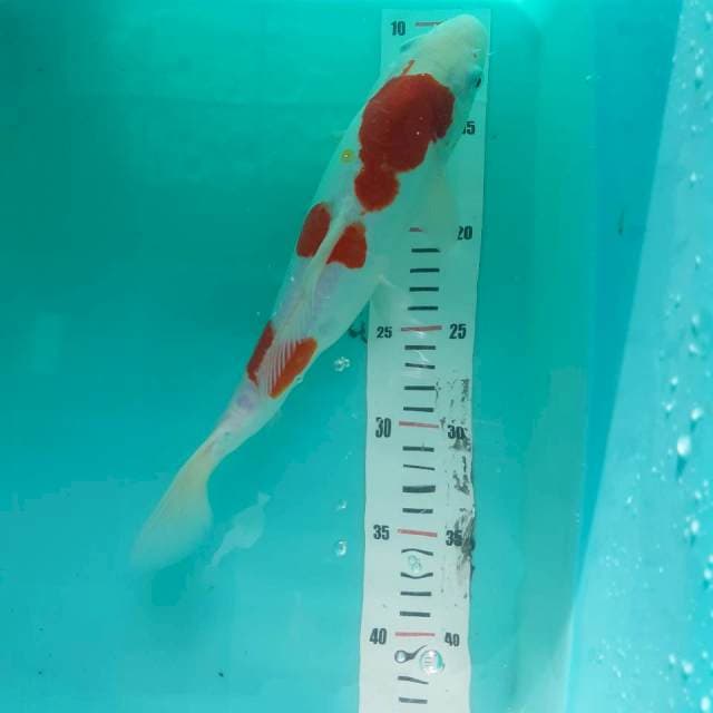 kohaku 3 step