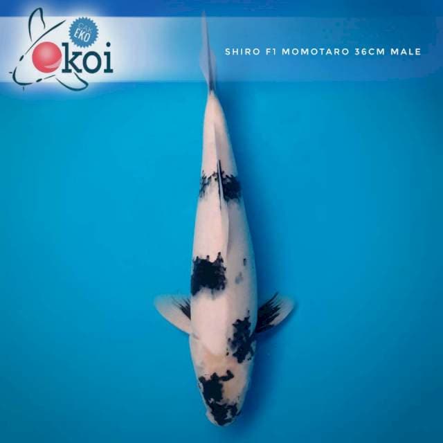 Shiro F1 momotaro male super white 36cm