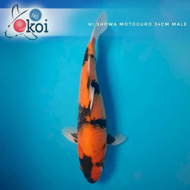 Hi Showa with Motoguro 34cm male