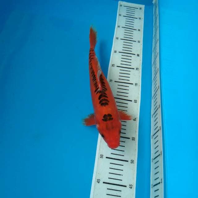 AKA ASAGI ALI 33 CM MALE