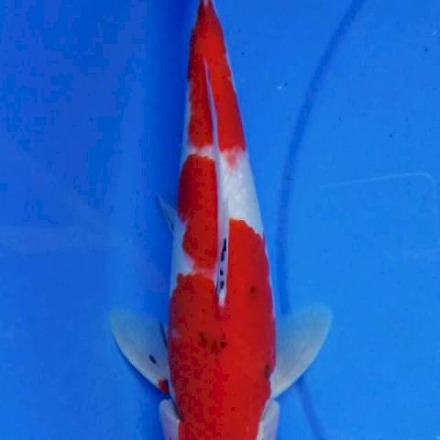 Sanke 35cm
